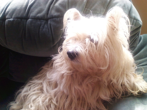 Flossy