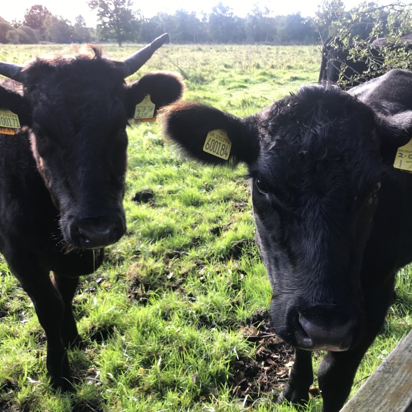 Wagyu