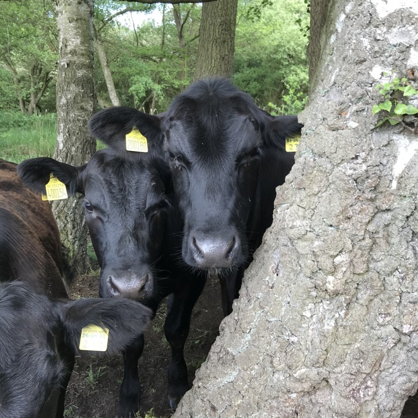 Aberdeen Angus