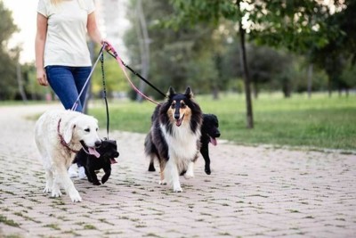 Dog Walking