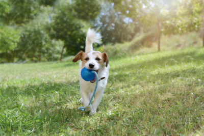 Dog Walking