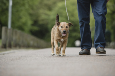 Dog Walking