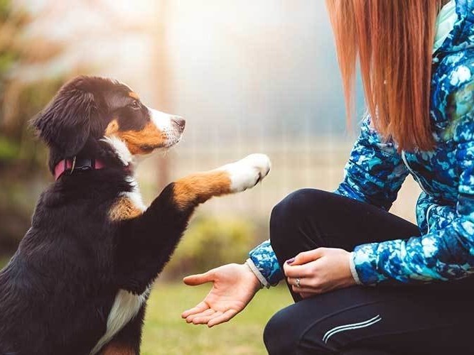 Dog Training