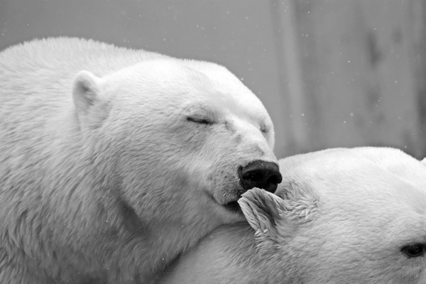 Pancakes, and Bears and St David's, Oh My!