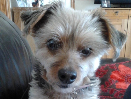 Charlie Girl