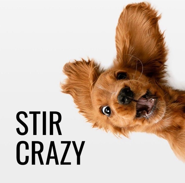 Stir Crazy! Self Isolation Tales