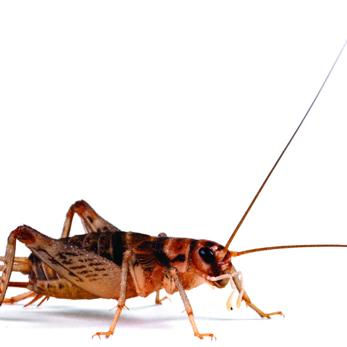 Banded Crickets Bailey's Reptile's and Pet Supplies Doncaster Ltd