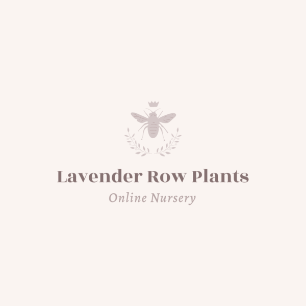 Lavender Row