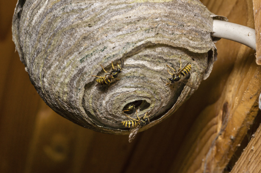 wasp-nest-removal