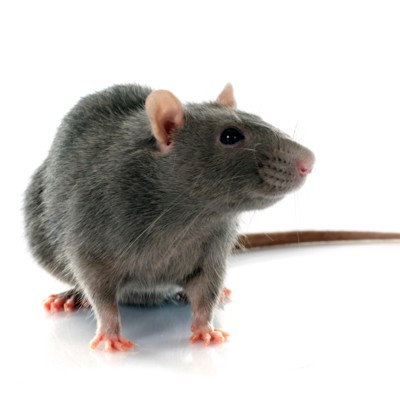 rat-removal-waltham-cross