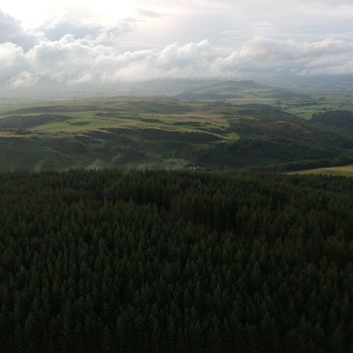 Mabie Forest