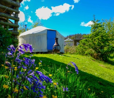 Glamping Yurt with forest bluebells in foreground