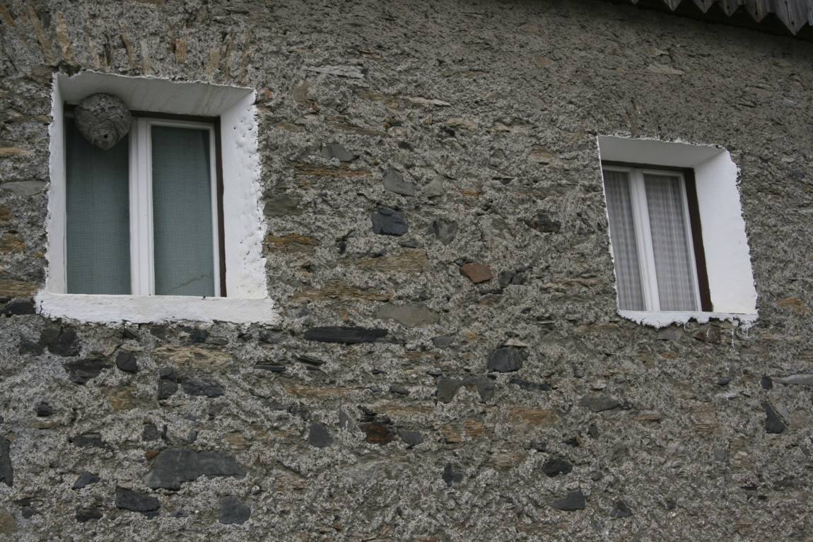 wasp-nest-loft