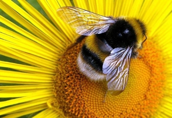 Why are bees important?