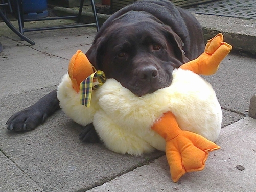 Murphy
