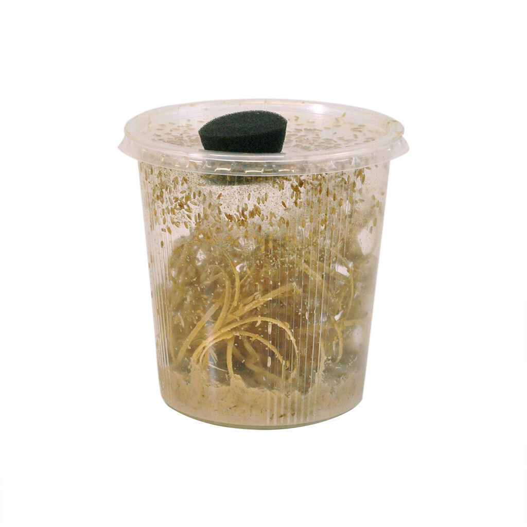 Monkfield Small Fruit Fly, Bulk Pot Bailey's Reptile's and Pet