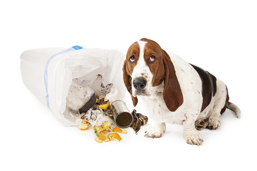 Behaviour & Training Services