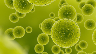 Do you have an allergy?