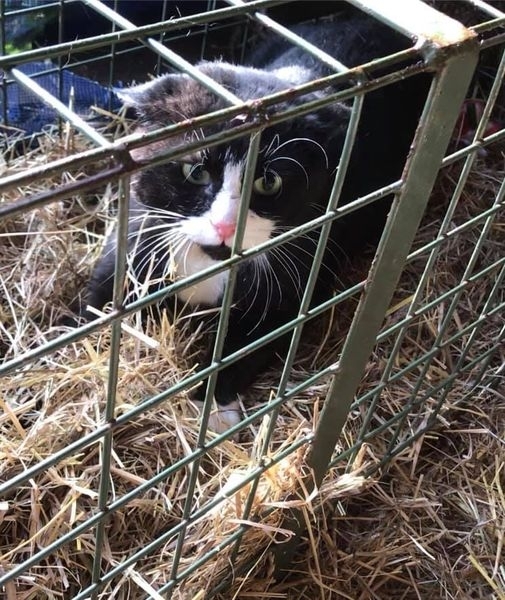 Cat In Need of help...