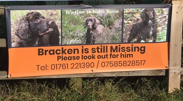 BRACKEN UPDATE