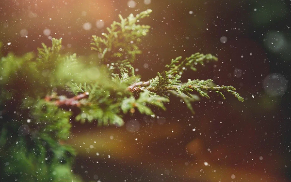 Advent Poems