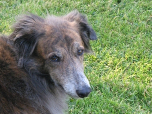 Benji