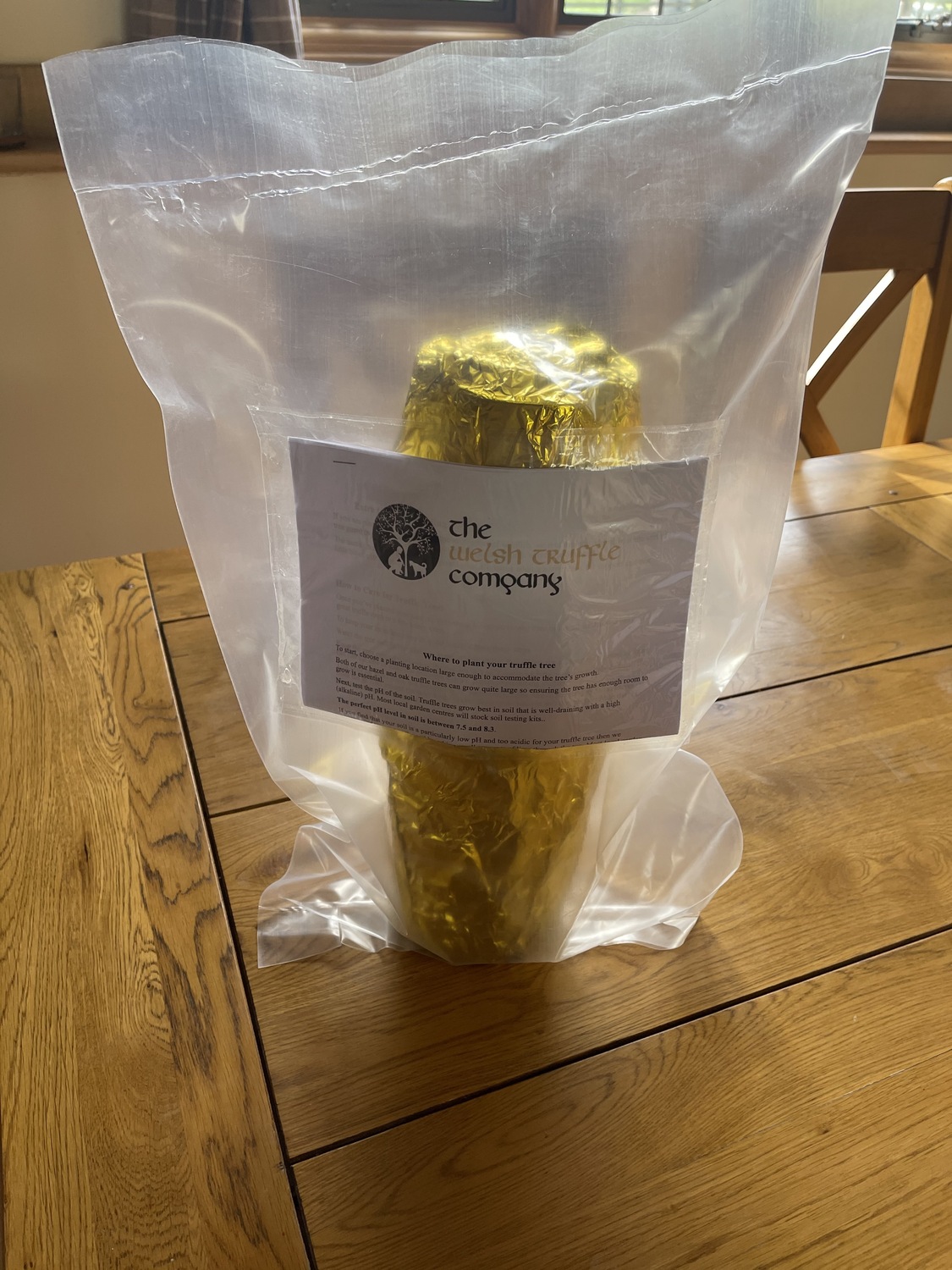 Hazel Truffle Inoculated Tree (Corylus avellana) The Welsh Truffle