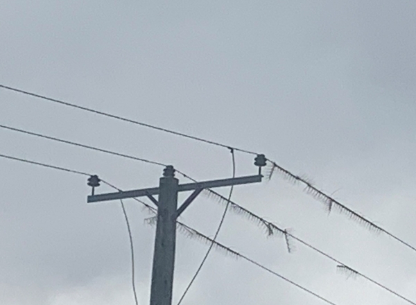 Bird spikes