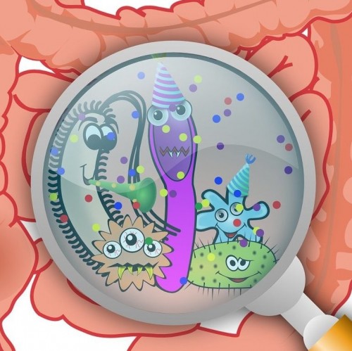 anxiety and gut bacteria