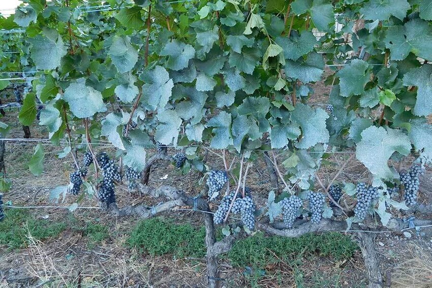 Winemaking