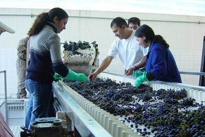 Wine Quality