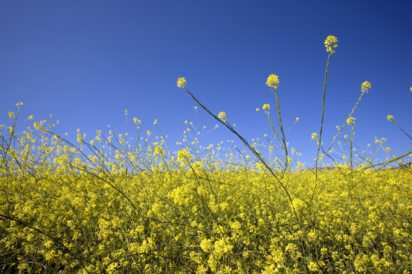 Is it really hay fever?
