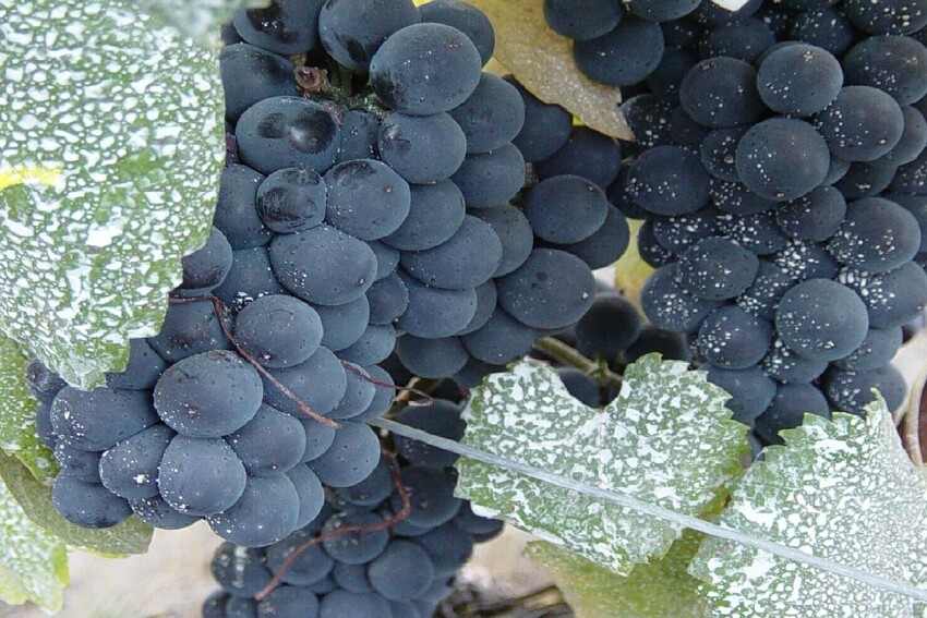 Winemaking
