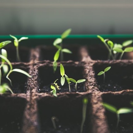Seed Enterprise Investment Scheme tax relief for investors