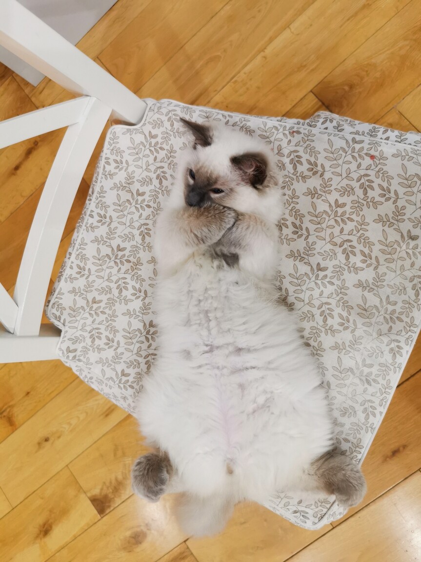 Is incense burning harmful to Pets?