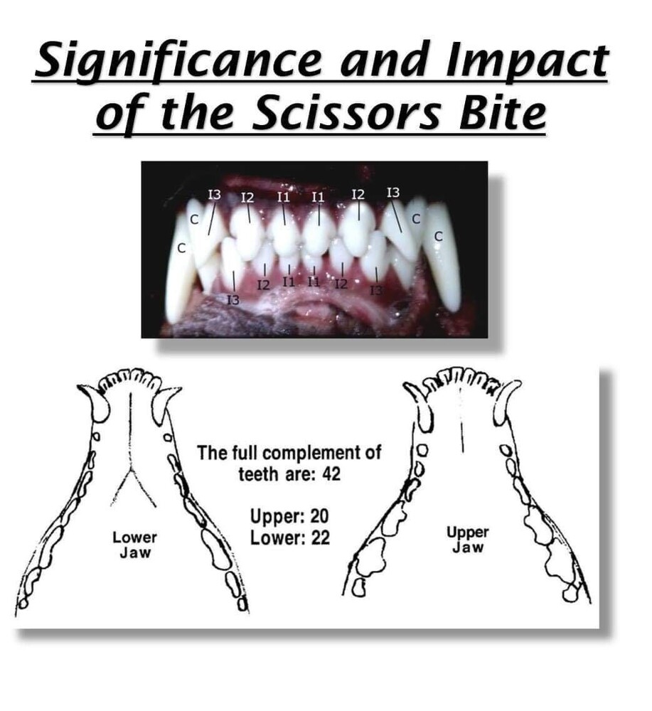 Scissor Bite HAMASON SBT