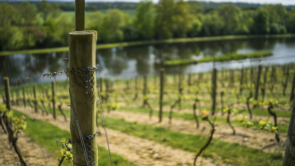 Tethering Vines