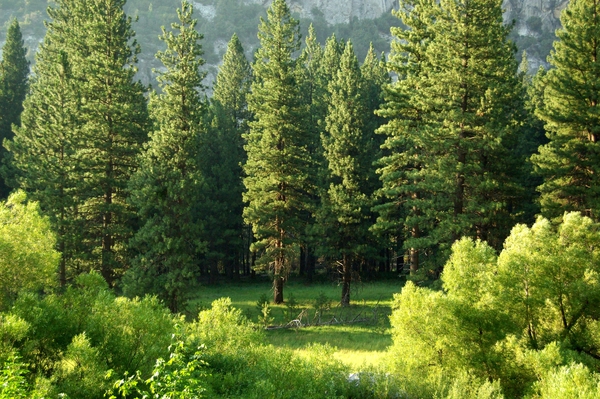 What Do Trees Do For Our Planet?