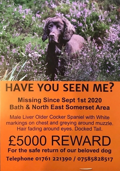 BRACKEN UPDATE