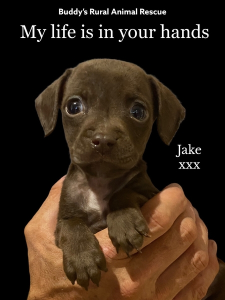Jake Update