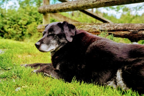 Saying goodbye to our beloved dog Rowan