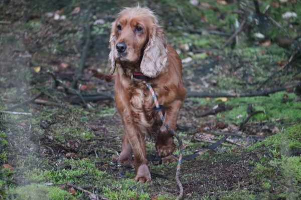 Daisy Update