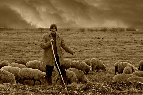 Christmas Day - The Shepherd's Tale
