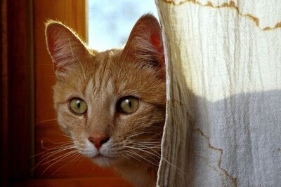 Pet cat