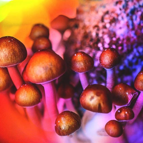 magic mushrooms safe to treat mental health