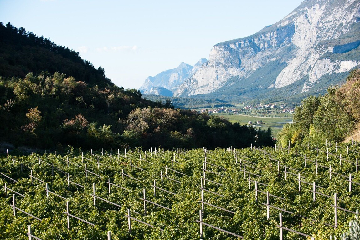 Wines of the Heart and Soul