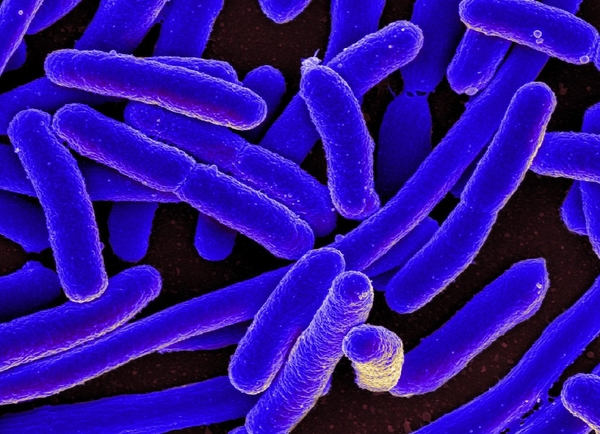 Bacteriophages reduce bloating, IBS by targeting harmful bacteria