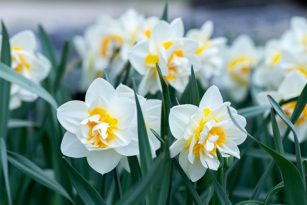 Mothering Sunday