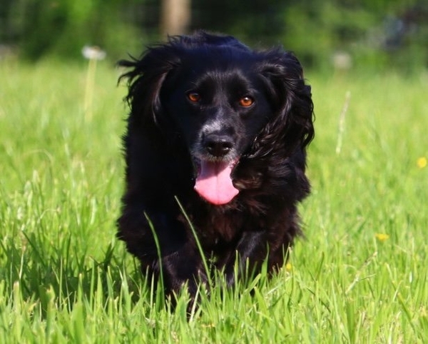DARCIE