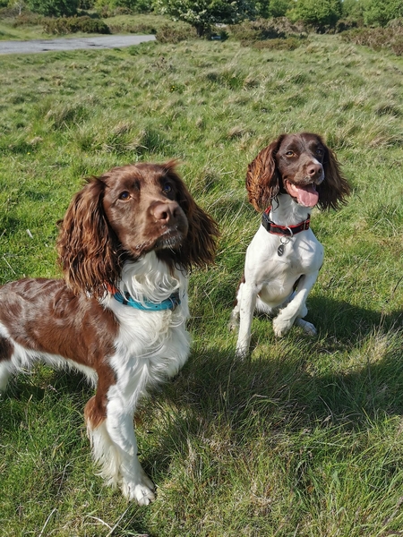 HARLEY & CLOVER